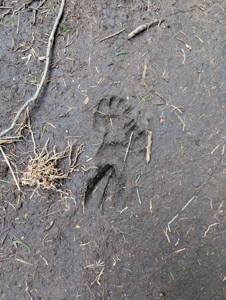 Traces d'animaux découvertes par des élèves durant l'animation Traces et empreintes du Parc naturel