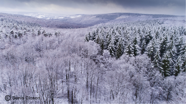 Paysage du Parc naturel Hautes Fagnes-Eifel sous la neige