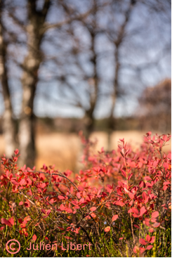 Fleurs du Parc naturel