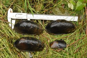 Moules perlièresd'eau douce