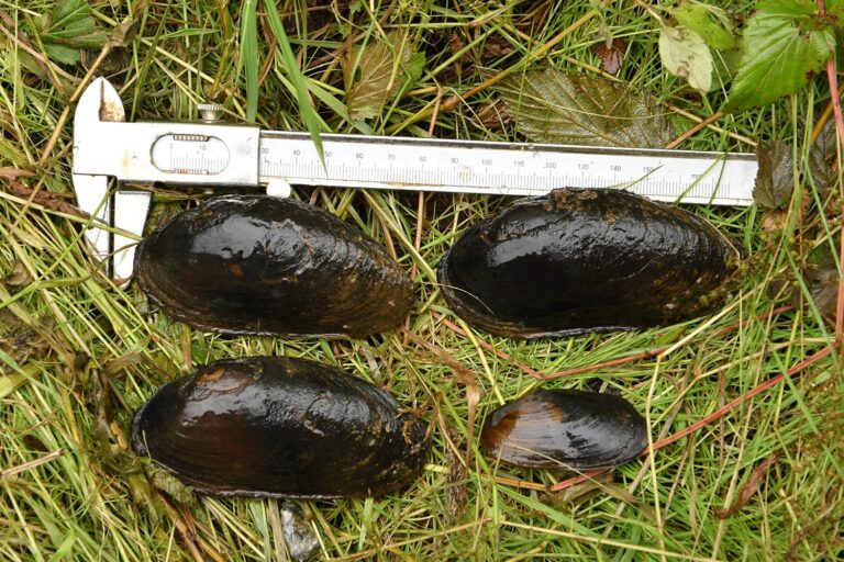 Moules perlièresd'eau douce
