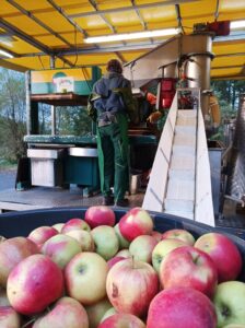 pommes prêtes à être pressées
