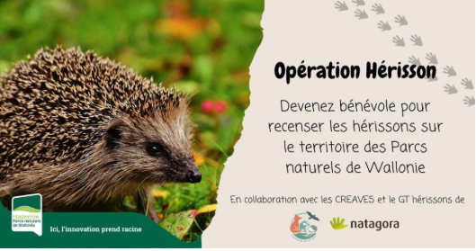 Affiche de l'Opération hérisson